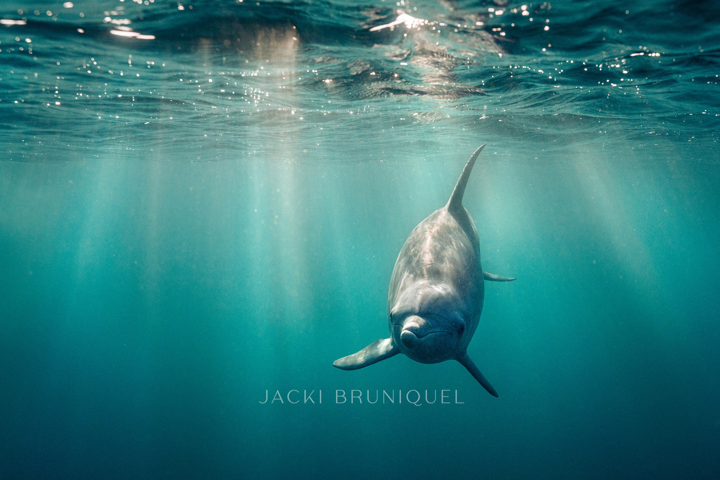 Dolphin