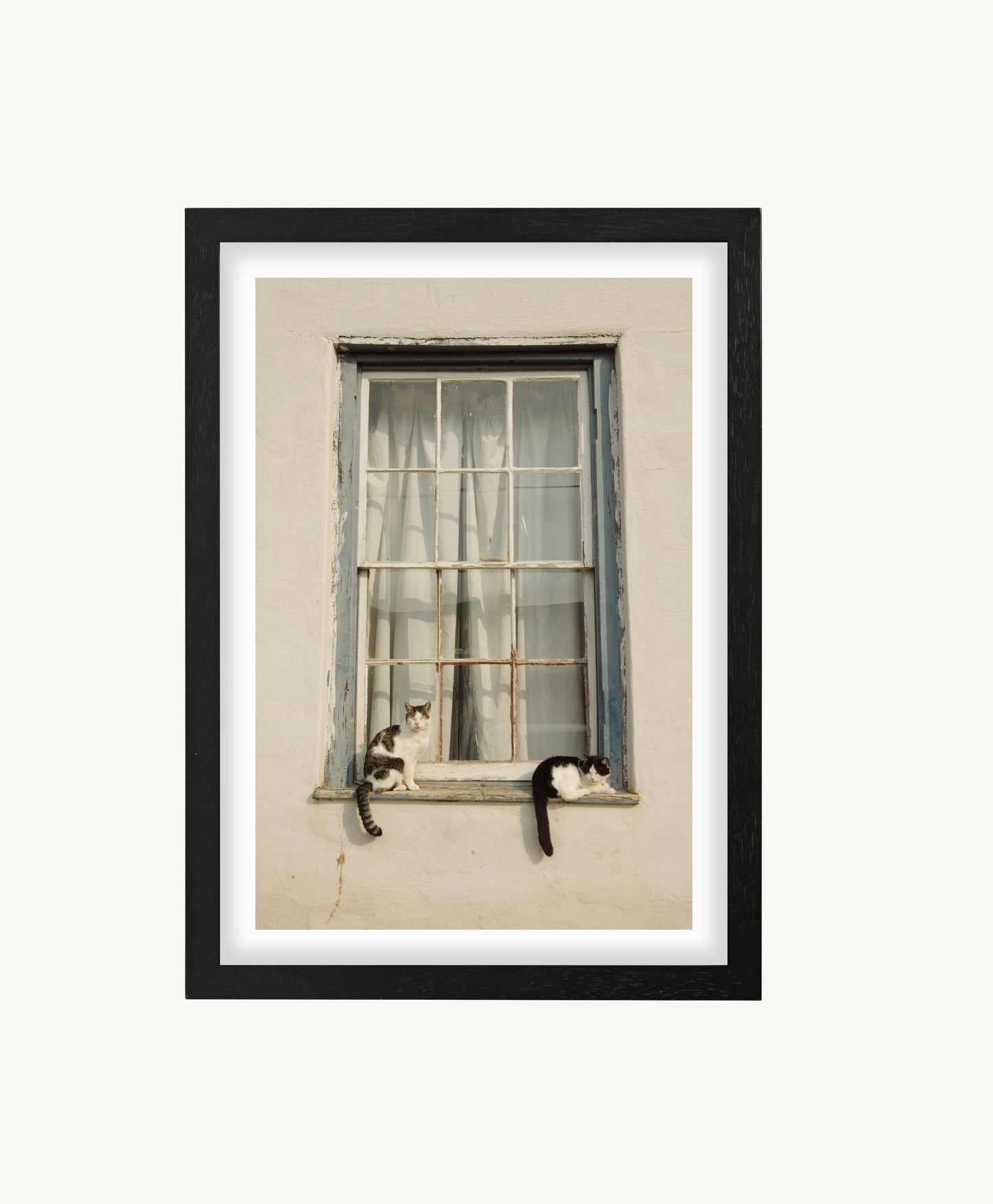Cats