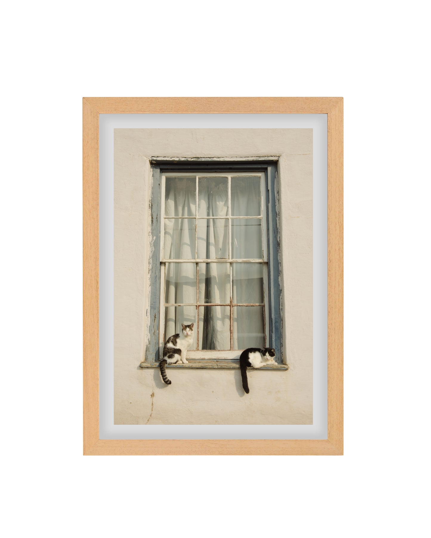 Cats