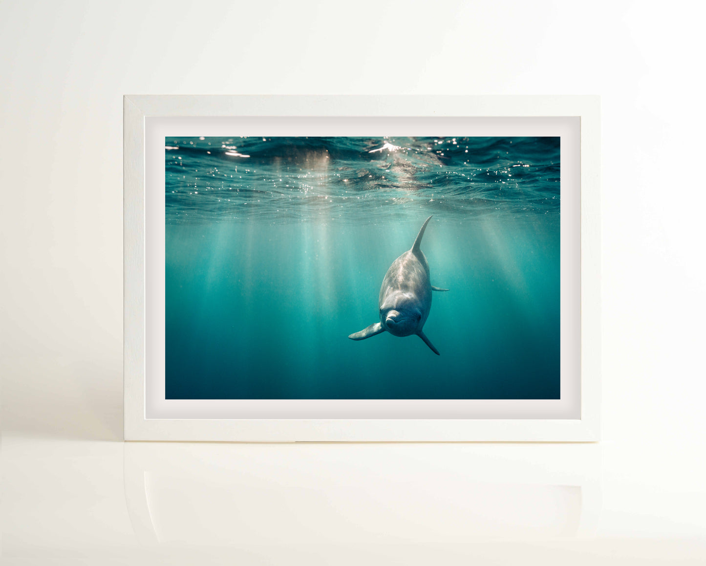 Dolphin