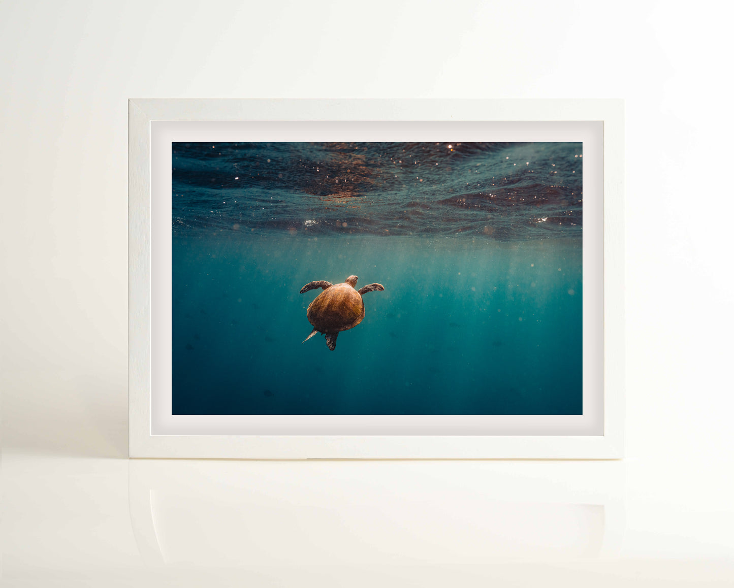 Sodwana Turtle