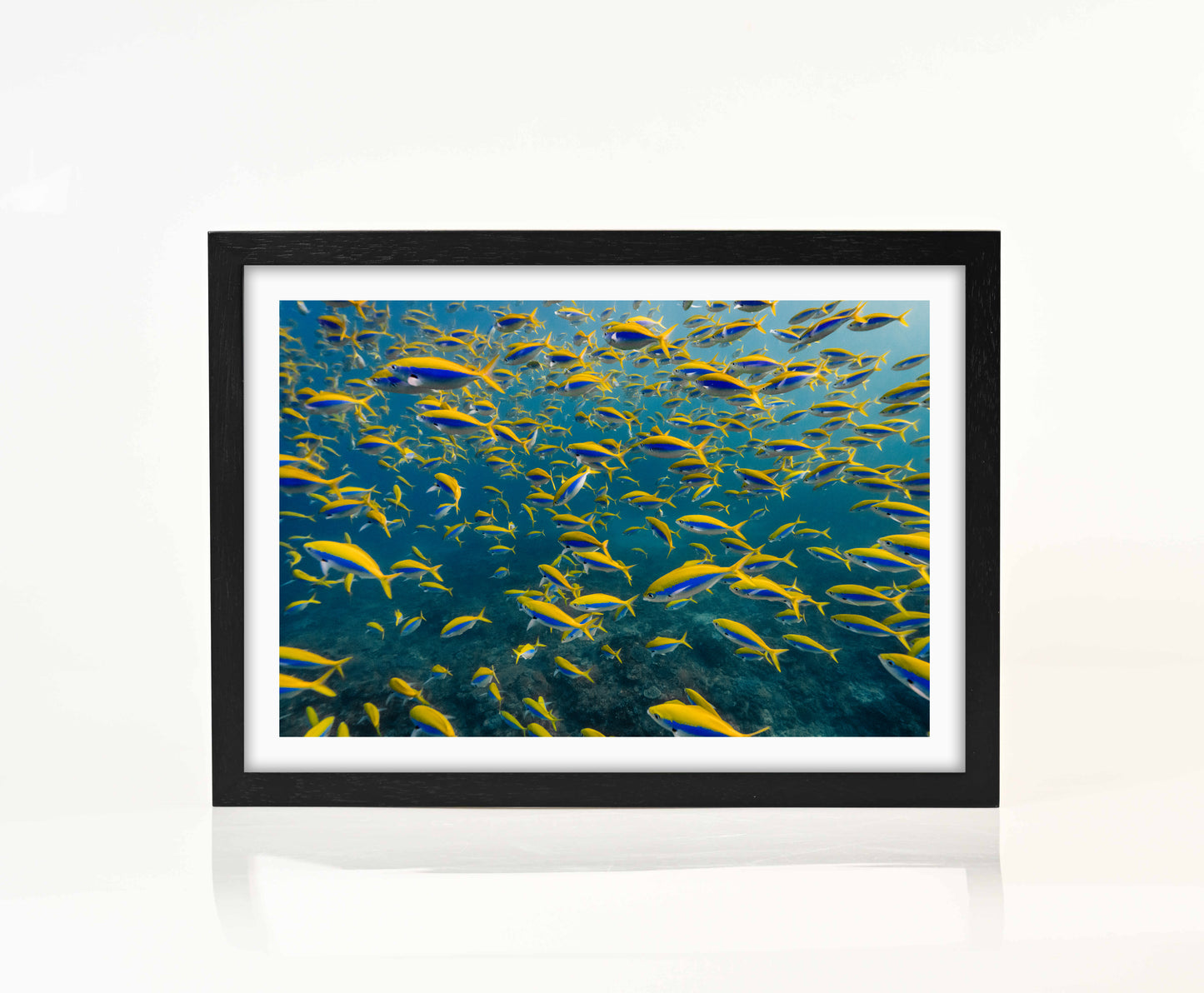 Sodwana Shoal