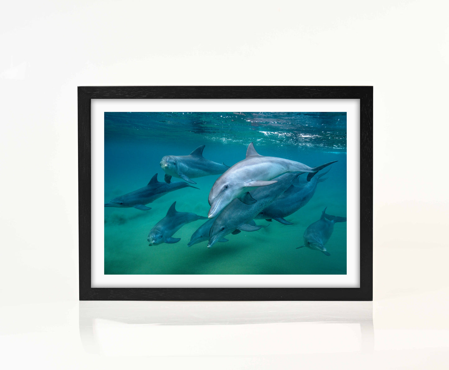 Dolphin Pod