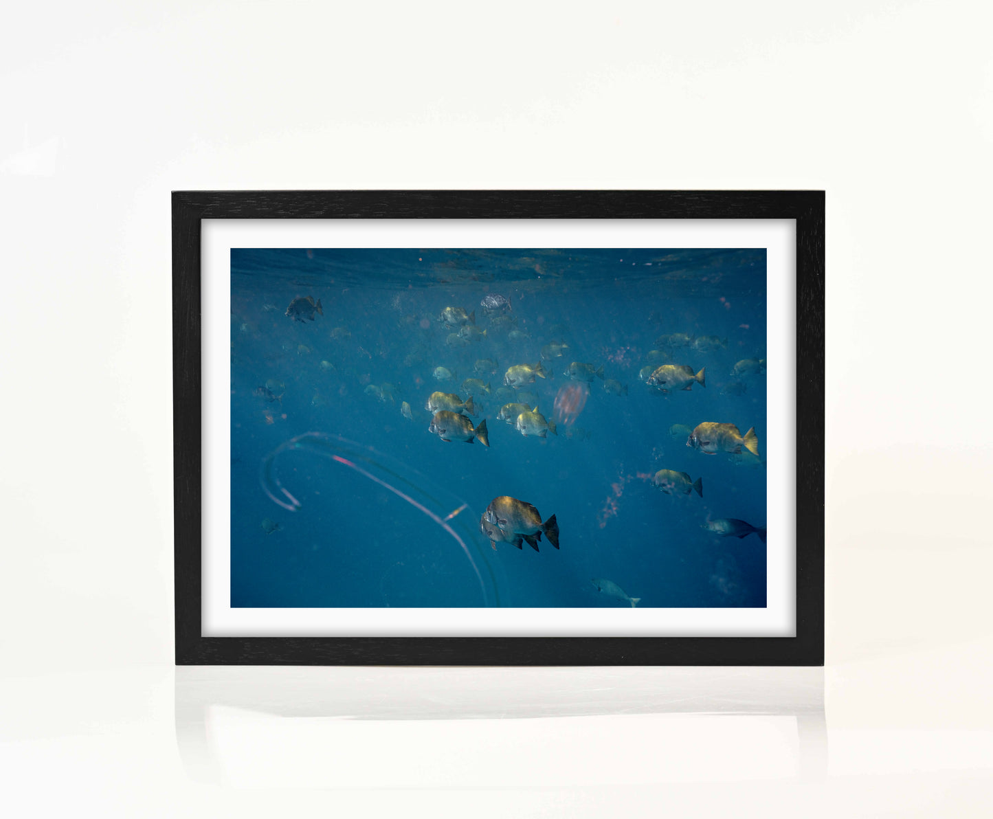 Ocean Life