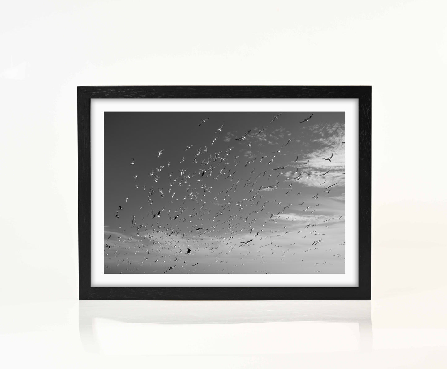Birds