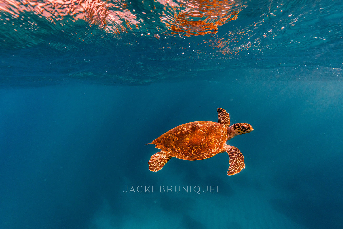 Turtle