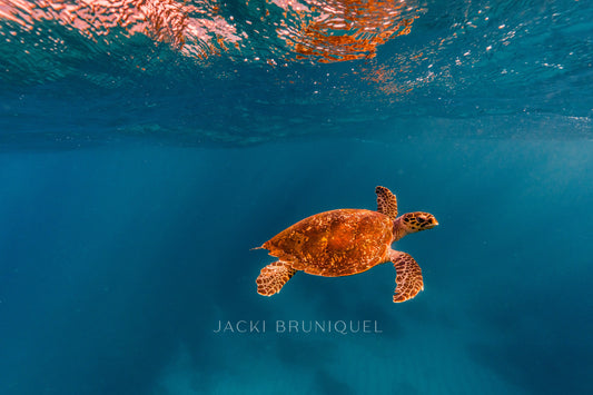 Turtle