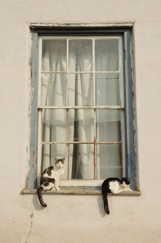Cats