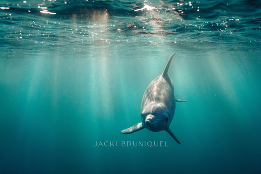 Dolphin