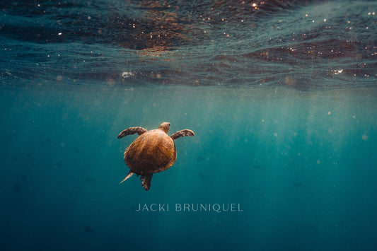 Sodwana Turtle