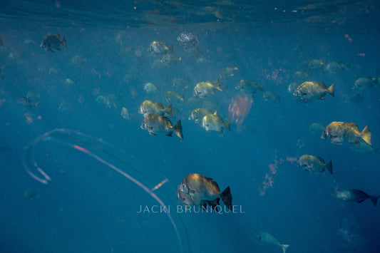 Ocean Life