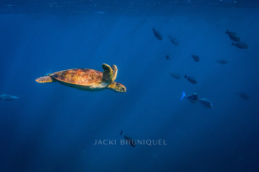 Turtle Chill
