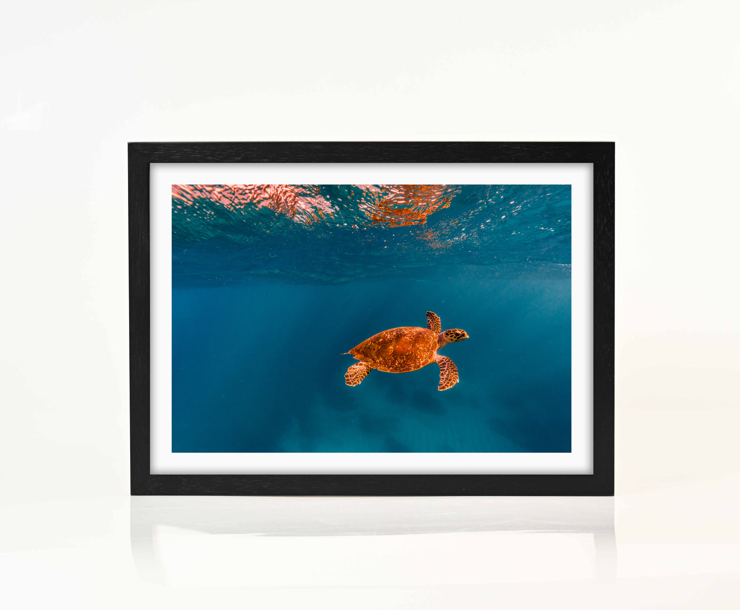 Turtle