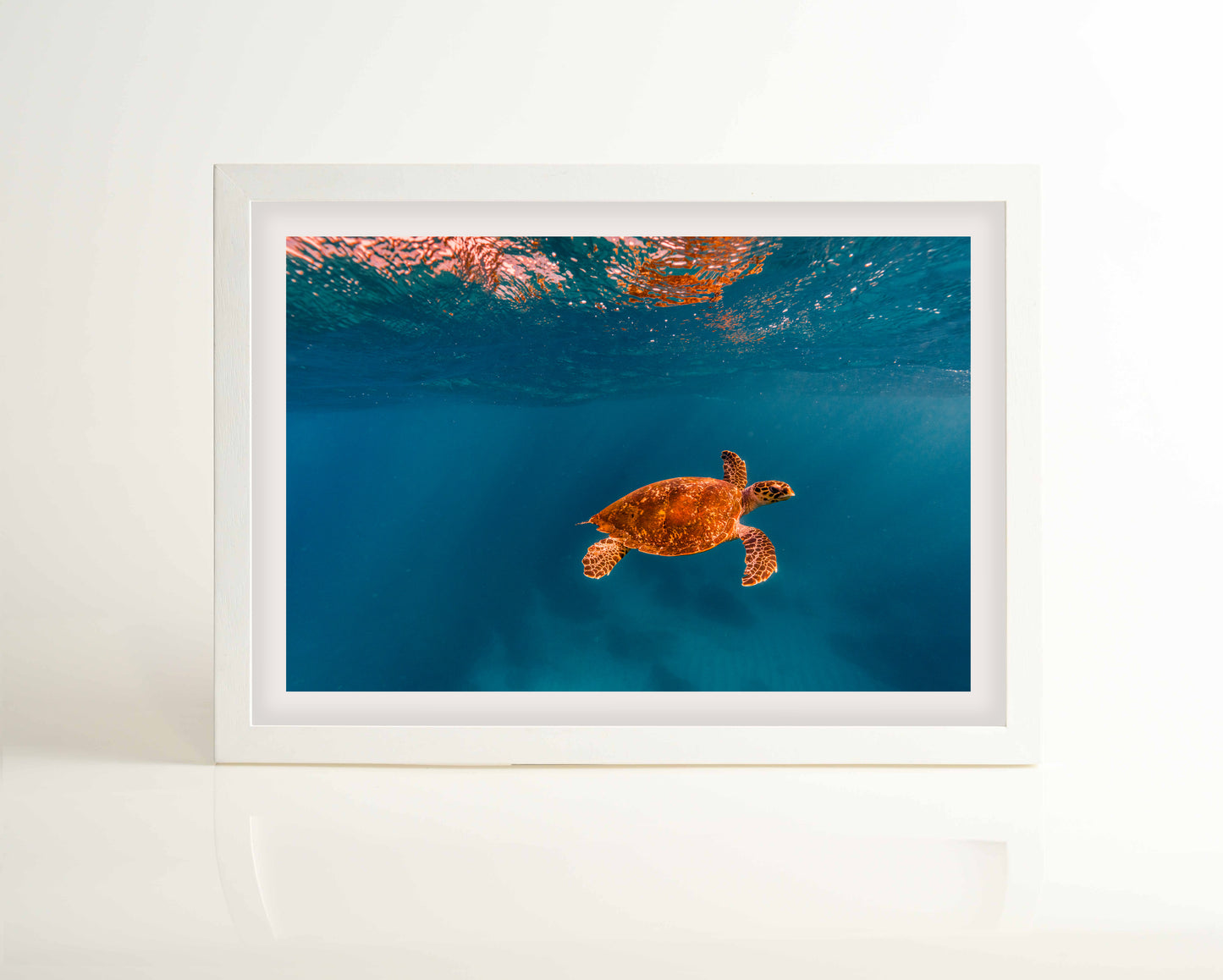 Turtle