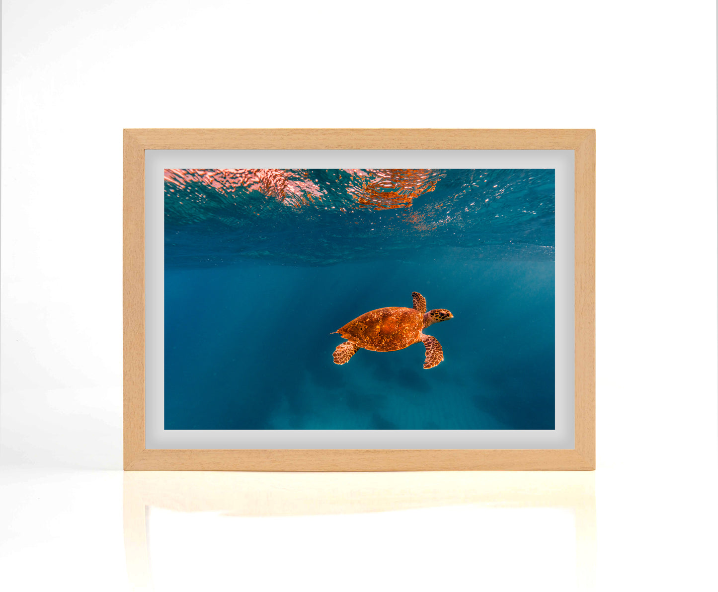 Turtle