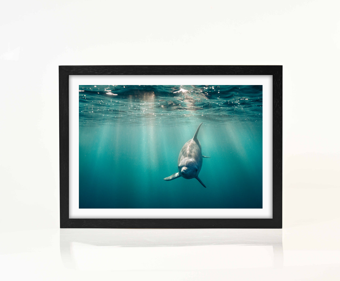 Dolphin