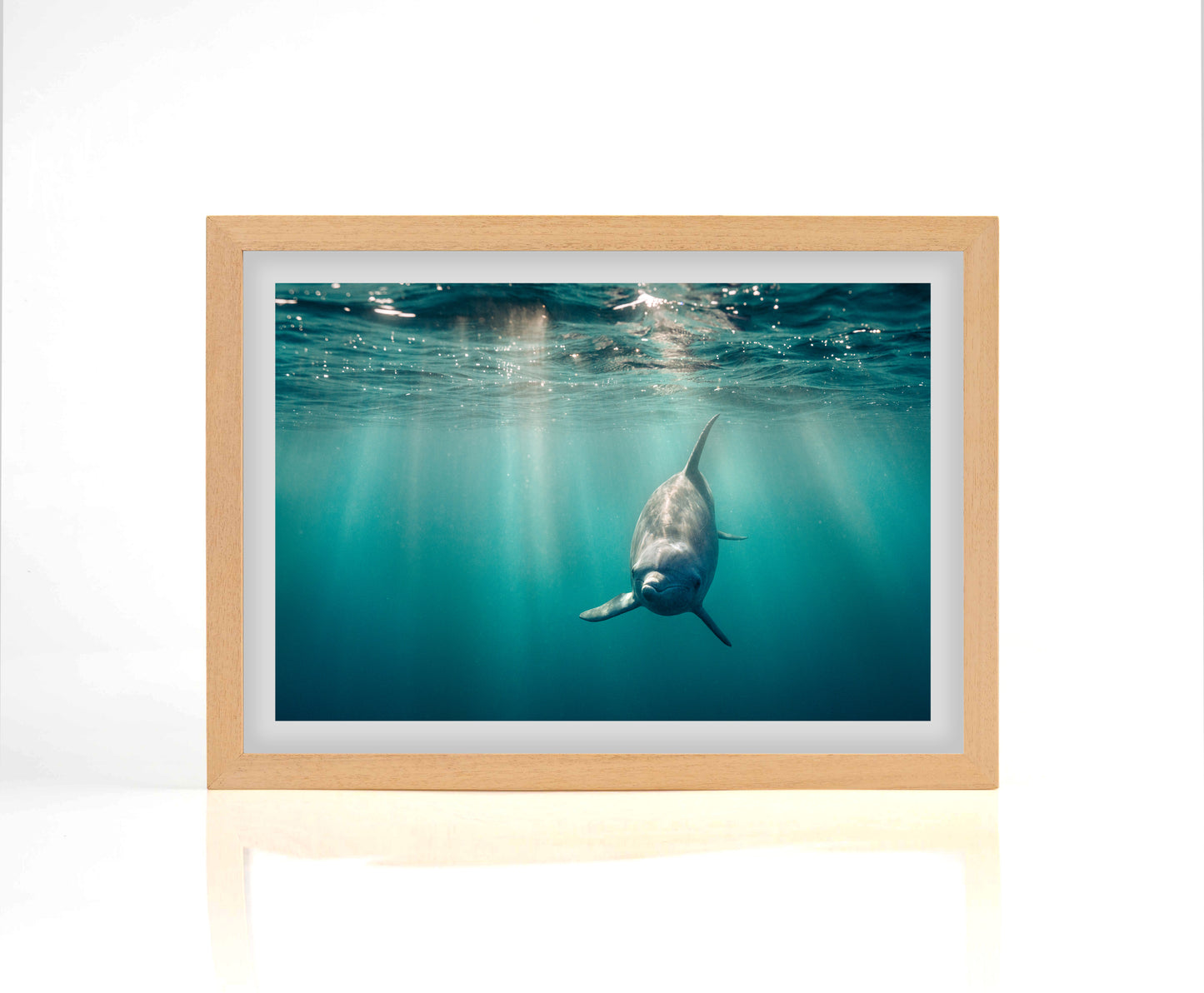 Dolphin