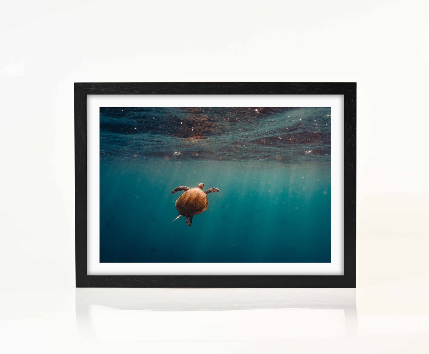 Sodwana Turtle