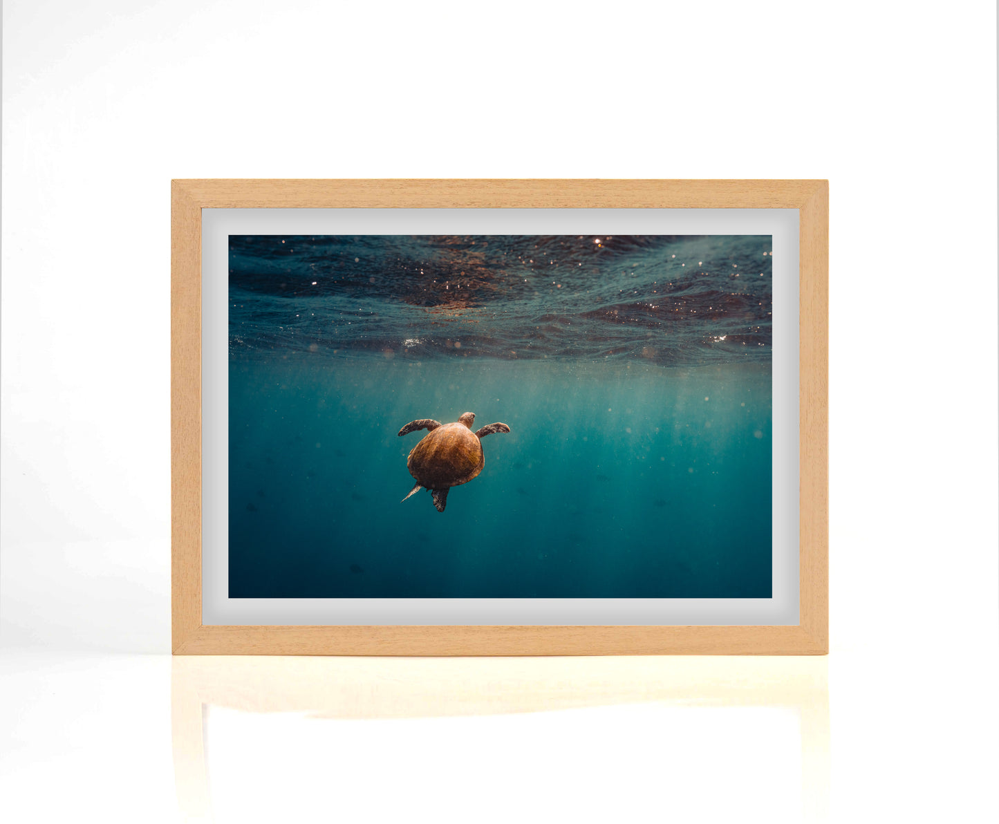 Sodwana Turtle