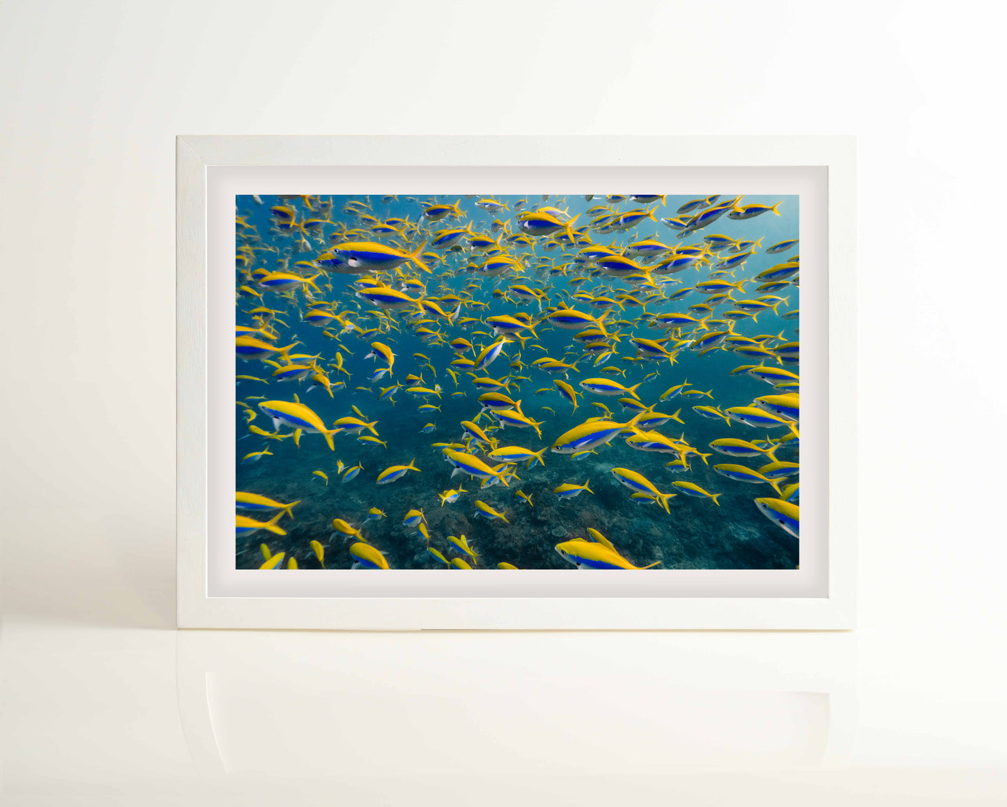 Sodwana Shoal