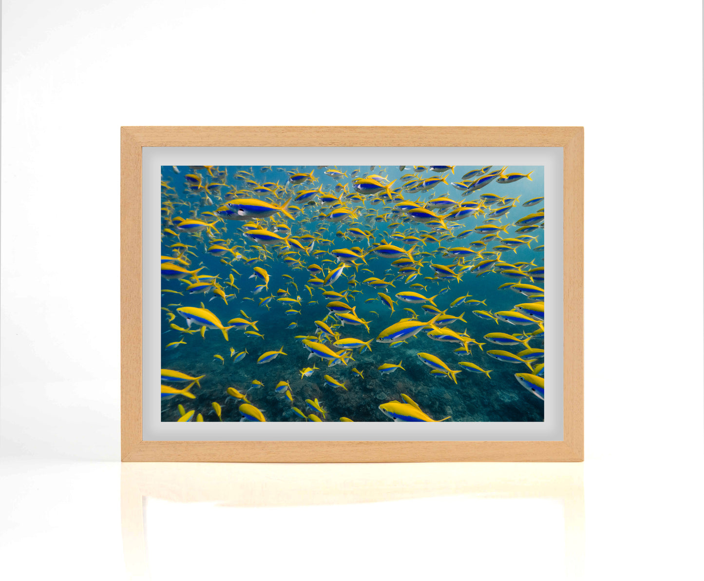 Sodwana Shoal