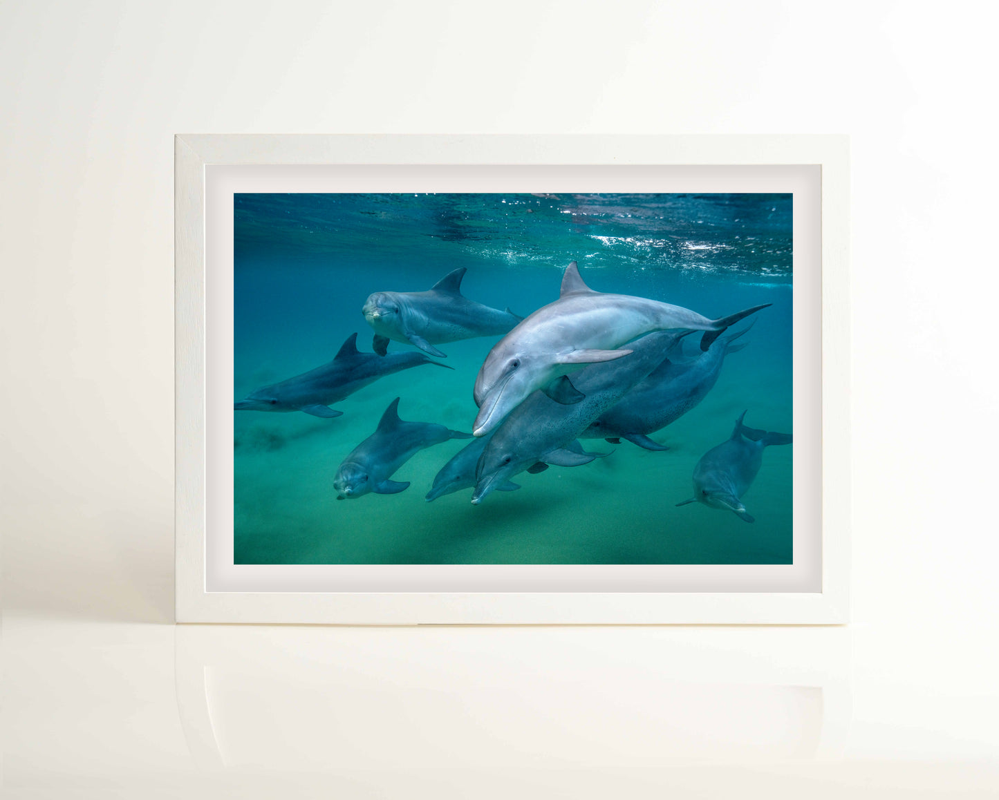 Dolphin Pod