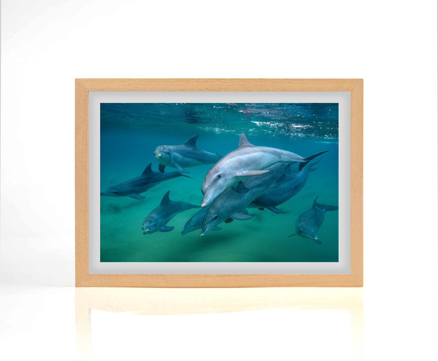 Dolphin Pod