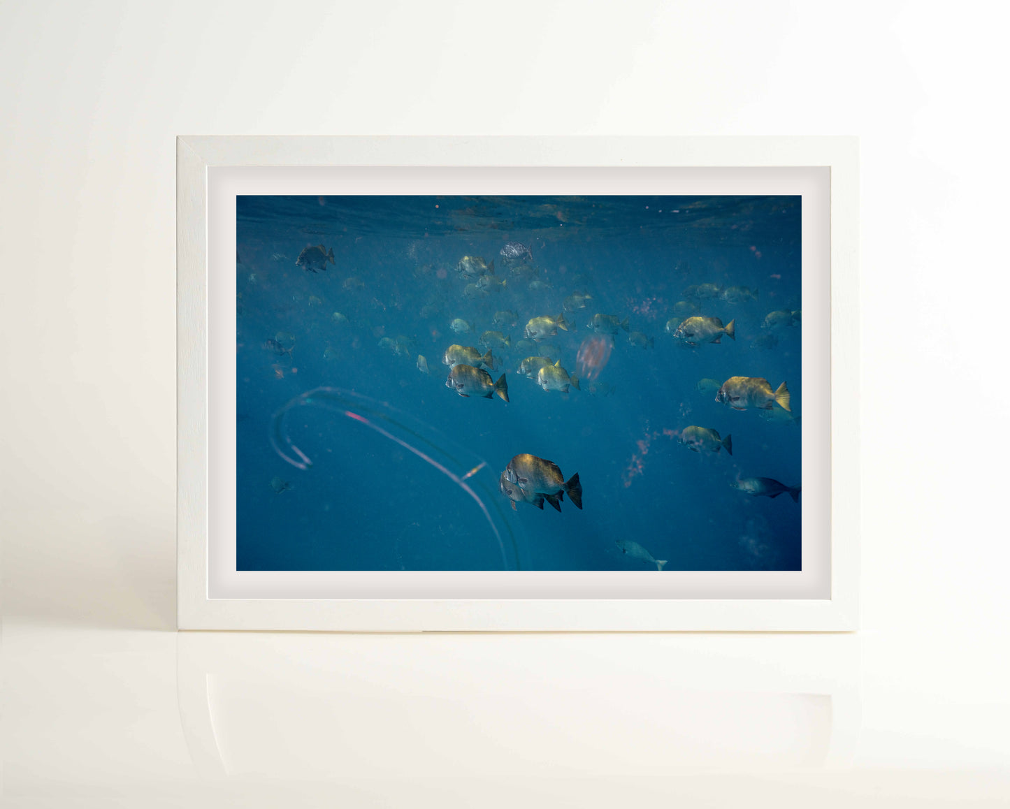 Ocean Life