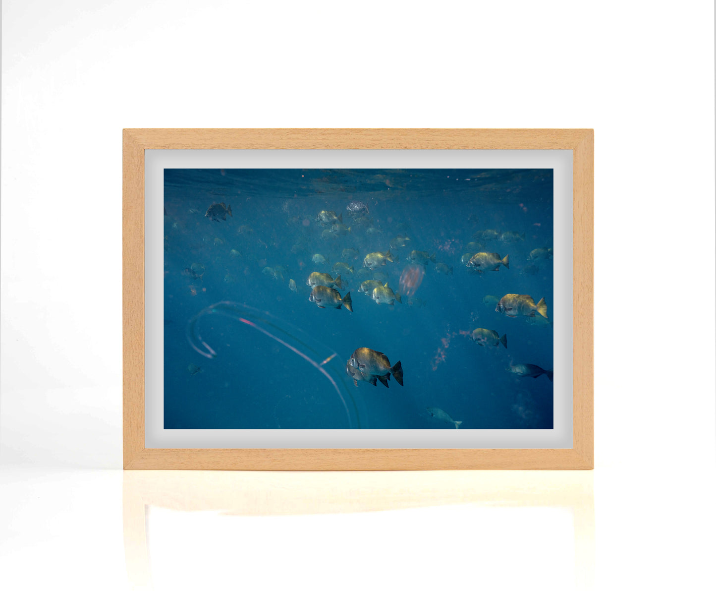 Ocean Life